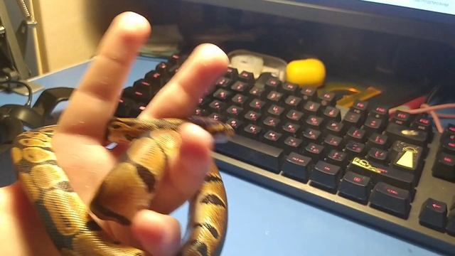 питон Горыныч смотреть онлайн