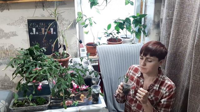 100% укоренится декабрист без хлопот смотреть онлайн