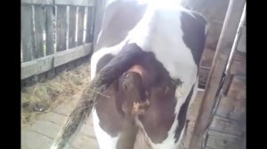 Корова срет! ЖЕСТЬ!