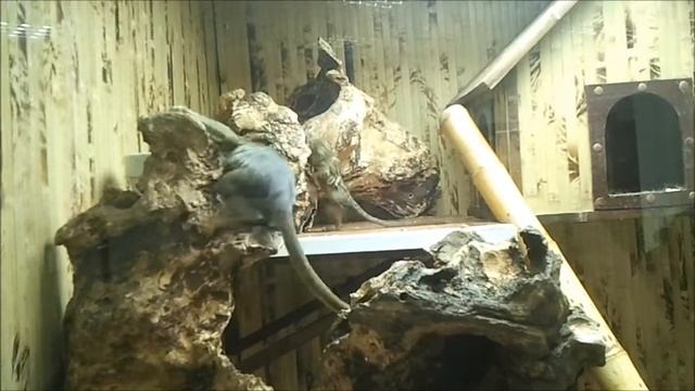 Выставка карликовых обезьян 2012.wmv смотреть онлайн