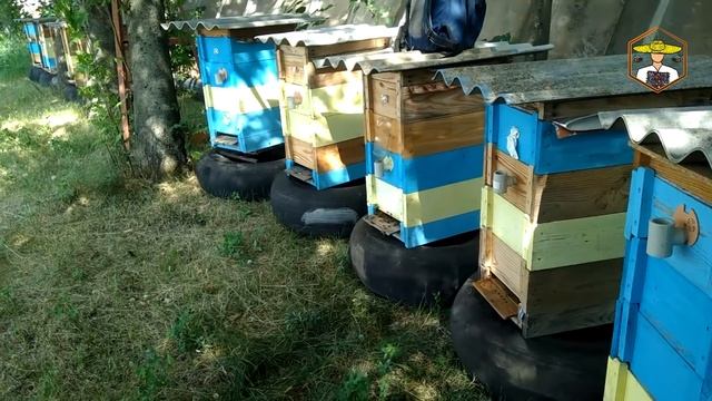 ПАСЕКА В БЕЗВЗЯТОЧНЫЙ ПЕРИОД ✔ Чем кормить пчел ? ПЧЕЛОВОДСТВО 2020 смотреть онлайн