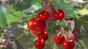 Яблонька песня Алёны Скок кавер Г Погорельская.mp4