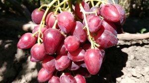 ВИНОГРАД. КАЗАНОВА 2020г.