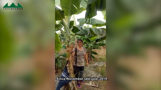 Panama disease treatment using TRIUMVERON almost DISEASE FREE. Owner's testimonial. смотреть онлайн