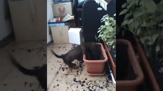 Такса-норная собака (нам 1.5 месяца) kaninchen dachshund смотреть онлайн