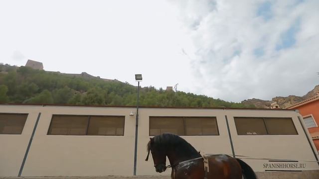 Чистокровный Испанский Жеребец P.R.E смотреть онлайн