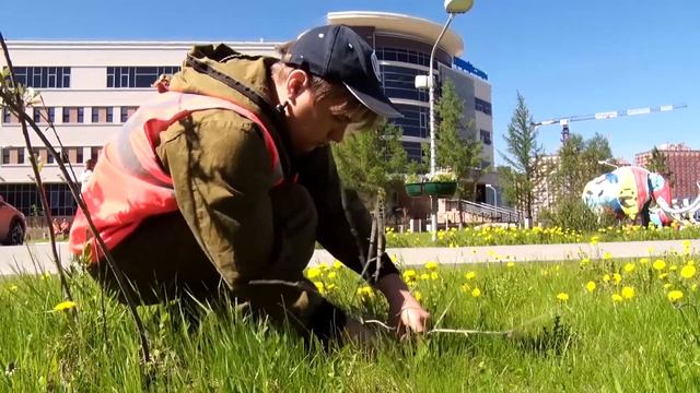 Новоуренгойские школьники нашли себе полезные занятия на лето -  высадка деревьев и полив цветов