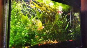 Аквариумы 15 м. без подмен и Байкал М1. Теория и практика применения.