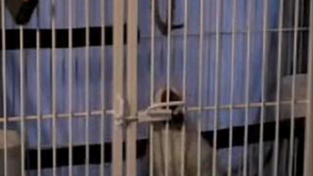 Выбрался из клетки смотреть онлайн