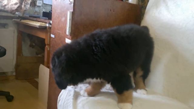 7 ЛарДос 14 февр 19 г смотреть онлайн