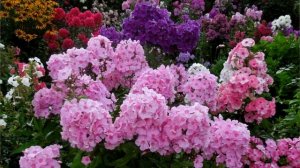 ? Как избавиться от сорняков на клумбе многолетников ?