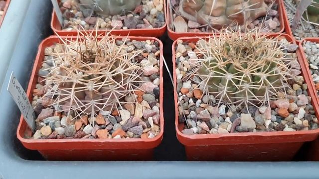 Кактусы, gymnocalycium, моя зимующая коллекция, февраль 2021. Часть 1 смотреть онлайн