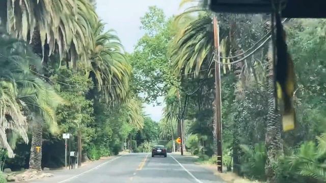 #Калифорнийские #пальмы ? смотреть онлайн