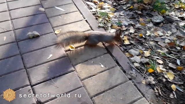 Кормление белок в парке:) смотреть онлайн