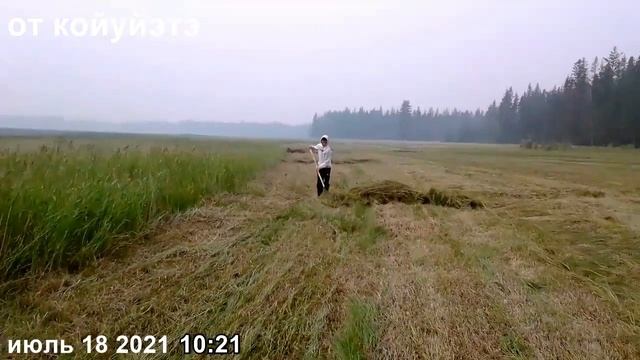 МОЙ СЕНОКОС В УЧАСТКЕ. СИНТАЙ-244 И ВЕЙТУО-180 В ДЕЛЕ. смотреть онлайн