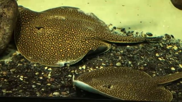 Подводное царство смотреть онлайн