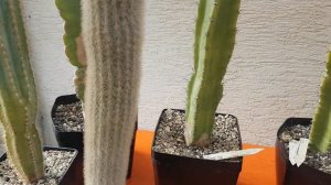 Столбовидные кактусы.Мои цереусы,пересадка.333