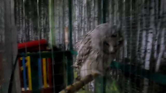 Алиса кормит животных в контактном зоопарке !!! смотреть онлайн