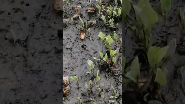 Пчелинная лаборатория почв, вблизи термальных источников. смотреть онлайн