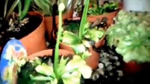 Mis plantas carnivoras смотреть онлайн