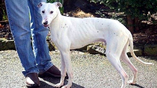 Вы ужаснетесь, когда узнаете, кто довел пса до такого состояния... смотреть онлайн