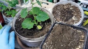 ОГУРЦЫ ТРЮКАЧ для выращивания дома. Как правильно сделать перевалку в больший объем?