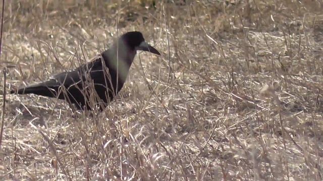 Грач бежит задом прикол. Птицы Сибири. смотреть онлайн