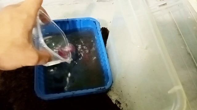 | Содержание водяного ужа | Водяной уж | змея дома | Уж |Уж в домашних условиях | смотреть онлайн