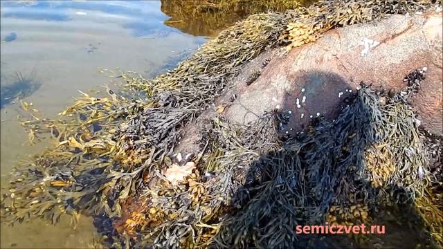 ?✨ Берег Белого моря. Мидии и Морские звёзды смотреть онлайн