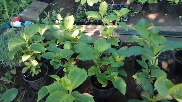 Гортензии - распродажа!!! Обзор кустиков и сортов, цена!!! Акция действует до конца августа!!! смотреть онлайн