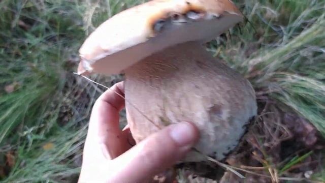 Білий гриб, Гриб Велетень смотреть онлайн