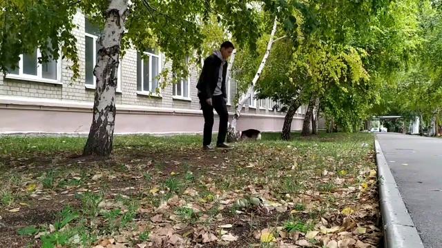 #ProVlogs Дрессировка корги. Прогулка со Снеггом. Скоро сдавать тесть Т1. смотреть онлайн