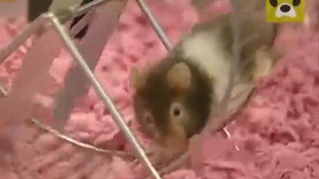 Как выбрать домашнее животное Дай Лапу смотреть онлайн