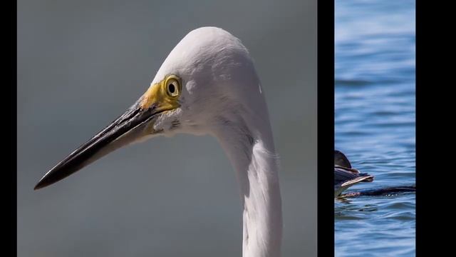 Canon 6D and Sigma 150 500mm APO DG OS смотреть онлайн