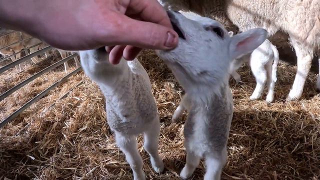 ANOTHER DOG ATTACK AND HUGE LAMB MIX UP | LAMBING 2024 VLOG 14 смотреть онлайн