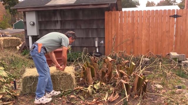 Covering your Hardy Banana ( Musa basjoo) for the Winter смотреть онлайн