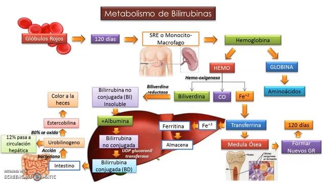 Bioquimica. Pruebas de Funcion Hepatica смотреть онлайн