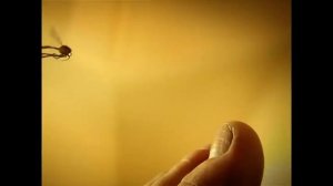 Minuscule - The Mosquito