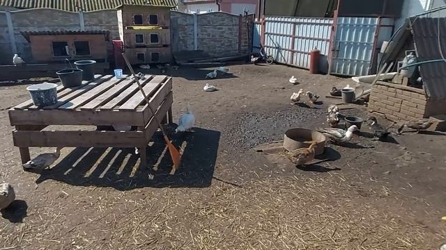 сколько утка гуляет сидя на яйцах?? смотреть онлайн