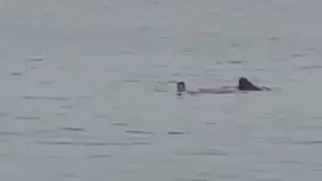 ПАРНЯ СЪЕЛА АКУЛА НА ГЛАЗАХ ОТЦА ОН ЗВАЛ НА ПОМОЩЬ ОТЦА ? смотреть онлайн