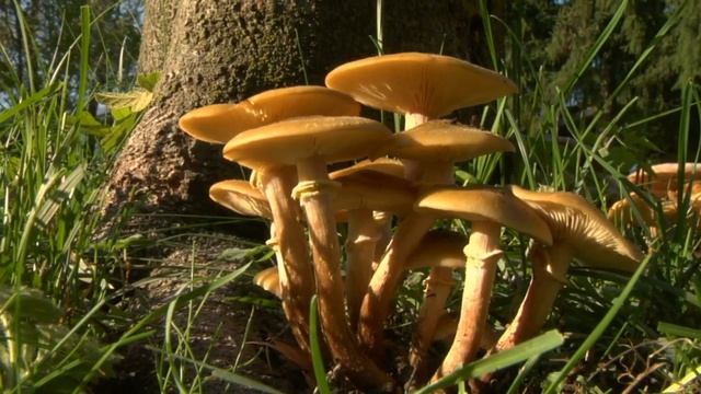 26 августа. Тихон Страстной. смотреть онлайн