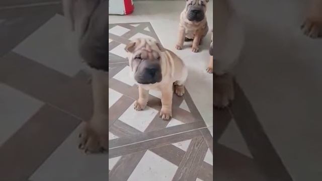 Sharpei шарпей смотреть онлайн