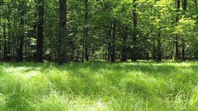 Эту Вселенную создал человек. Так считает...