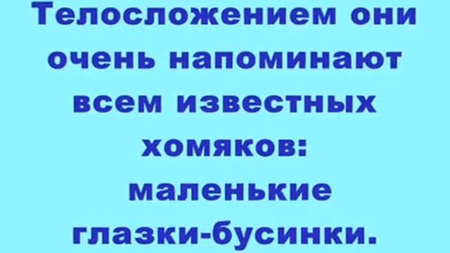 презентация на тему - в холодной тундре (лемминги ) смотреть онлайн