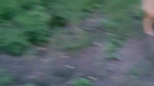 Щенок кавказской овчарки в 7 месяцев . смотреть онлайн