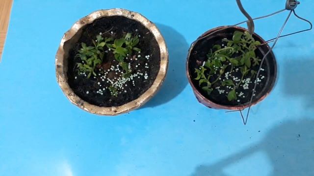 Best Way to Grow catharanthus roseus from Cuttings without Rooting Hormone | garden ideas смотреть онлайн