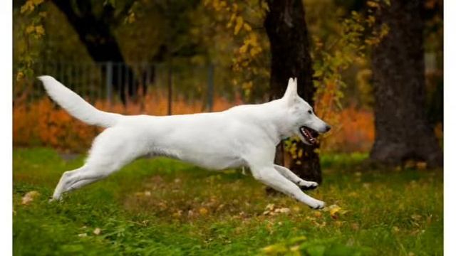 Все или почти все о белой Швейцарской овчарке смотреть онлайн