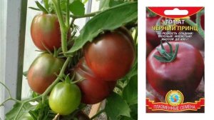 Характеристики и описание томатов сорта Черный принц