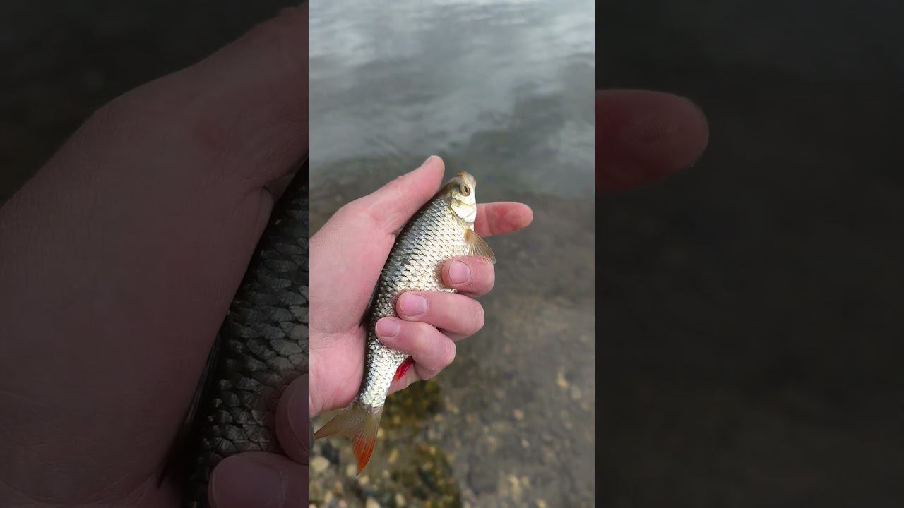 Рыбалка на фидер.Ловим красноперку весной. #рыбалка #fishing #fishingvideo #shortvideo смотреть онлайн