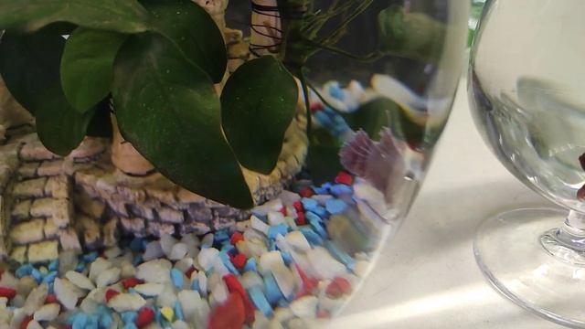 Применение мелафикса в аквариуме. смотреть онлайн